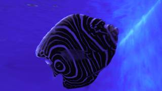Floor D 幼魚と成魚を比べる (幼魚水族館) 2022年7月31日