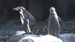 Humboldt penguin (Fukuyama City Zoo, Hiroshima, Japan) February 25, 2019