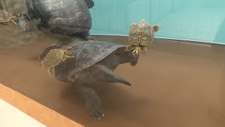 バタグールガメとインドセタカガメ (野毛山動物園) 2017年12月16日