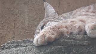Bobcat (Oji Zoo, Hyogo, Japan) October 14, 2021
