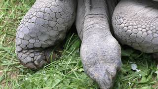 Galapagos giant tortoises in the meal (Ueno Zoological Gardens, Tokyo, Japan) October 29, 2017