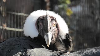Andean condor (TENNOJI ZOO, Osaka, Japan) December 23, 2020