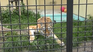 Siberian tiger (Kushiro City Zoo, Hokkaido, Japan) July 4, 2019