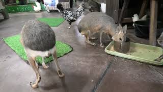 マーラ (めっちゃおもろい動物園) 2021年10月7日