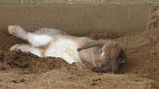 ウサギ (和歌山城公園 動物園) 2018年12月24日