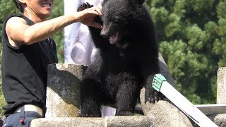 Asian black bear (Kuma Kuma Garden, Akita, Japan) August 6, 2019