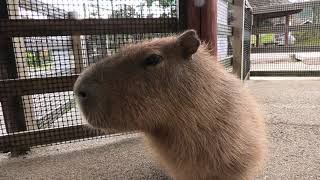 Capybara Petting space (Akiyoshidai Safari Land, Yamaguchi, Japan) December 3, 2019