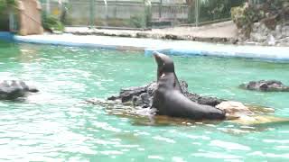 カリフォルニアアシカ (天王寺動物園) 2021年10月19日