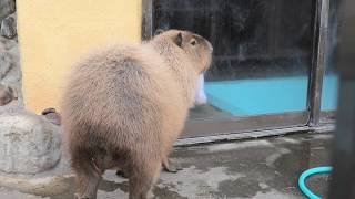 Capybara (Beppu Rakutenchi, Oita, Japan) December 5, 2019
