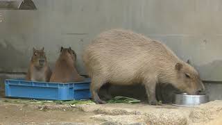 Capybara Family (Hamamatsu Zoological Gardens, Shizuoka, Japan) July 1, 2018