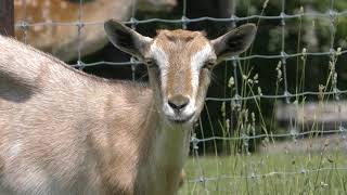 Goat (Nishi-Okoppe Village Deer Ranch Park, Hokkaido, Japan) June 26, 2019