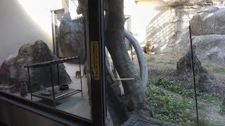 ライオンの隣に住む3匹のミーアキャット (日本平動物園) 2017年12月10日