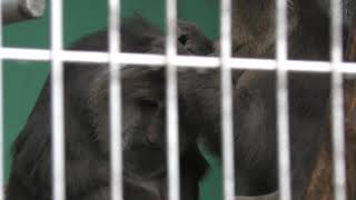 Tibetan macaque (Japan Monkey Centre, Aichi, Japan) January 20, 2019