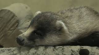 Japanese badger (Higashiyama Zoo and Botanical Gardens, Aichi, Japan) July 22, 2021