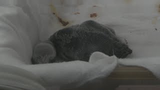 キングペンギン の赤ちゃん (アドベンチャーワールド) 2020年1月18日