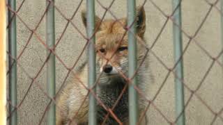 Japanese Red Fox (Fukuoka Municipal Zoo and Botanical Garden, Fukuoka, Japan) April 23, 2019