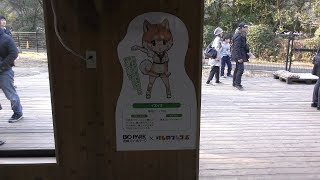 Dog (Nagasaki Biopark, Nagasaki, Japan) December 23, 2017