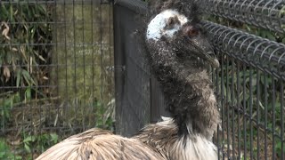 Emu (TOBU ZOO, Saitama, Japan) September 18, 2020
