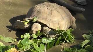 African spurred tortoise (GUNMA SAFARI PARK, Gunma, Japan) November 10, 2018