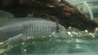 Axolotl (Urayasu Traffic Park, Chiba, Japan) August 4, 2023