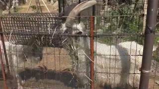 Goat (Izu Shaboten Zoo, Shizuoka, Japan) April 22, 2018