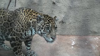 Jaguar (Nasu Animal Kingdom, Tochigi, Japan) September 14, 2020