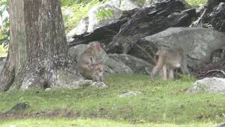 Japanese macaque (Miyagi Kinkasan, Miyagi, Japan) August 14, 2019