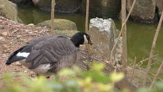 Cackling goose (Saitama Children's Zoo, Saitama, Japan) February 3, 2018