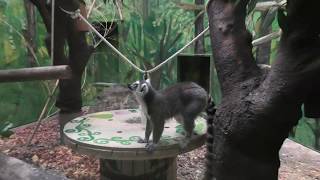 Ring-tailed lemur (Wanpark Kochi Animal Land, Kochi, Japan) December 21, 2019