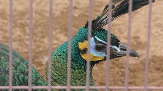Green peafowl (Himeji city zoo, Hyogo, Japan) February 16, 2019