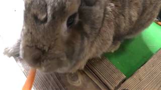 ウサギに餌やり体験 (長崎バイオパーク) 2017年12月23日