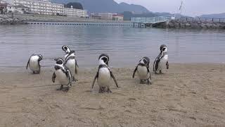 Fureai Penguin beach (Nagasaki Penguin Aquarium, Nagasaki, Japan) December 24, 2017