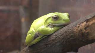 Forest green tree frog