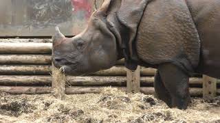 Greater one-horned rhino (Tama Zoological Park, Tokyo, Japan) September 23, 2017