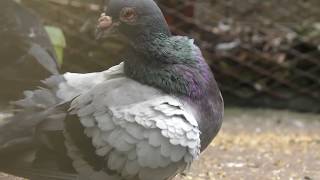 デンショバト　Homing pigeon