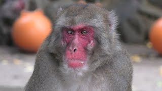 Japanese macaque B (Takasakiyama Natural Zoo, Oita, Japan) December 4, 2019