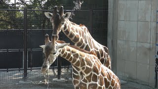 Giraffe (Oji Zoo, Hyogo, Japan) October 27, 2019