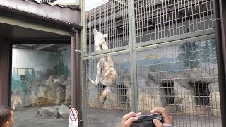 オオカミのおやつタイム (天王寺動物園) 2017年11月3日