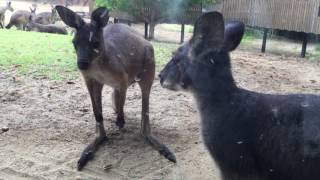 クロカンガルー　Western grey kangaroo