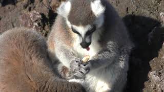 Ring-tailed lemur Feeding Experience (Tokyo Municipal Oshima Park Zoo, Tokyo, Japan) March 3, 2018