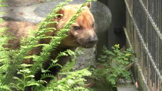 Bush dog (Kagoshima City Hirakawa Zoological Park, Kagoshima, Japan) April 17, 2019