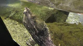 Alligator snapping turtle (Hakone-en Aquarium, Kanagawa, Japan) October 28, 2018