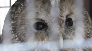Ural owl hondoensis (Kyoto City Zoo, Kyoto, Japan) November 5, 2017