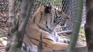 Siberian tiger (ITOZU NO MORI Zoological Park, Fukuoka, Japan) April 25, 2019
