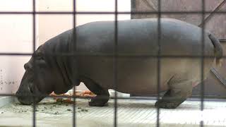 Hippopotamus (Himeji city zoo, Hyogo, Japan) February 16, 2019