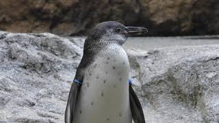 Humboldt penguin (Nagasaki Penguin Aquarium, Nagasaki, Japan) December 24, 2017