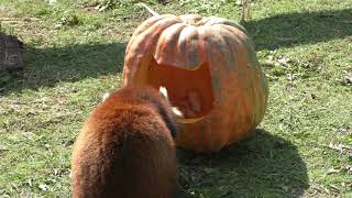 ハロウィーンかぼちゃで餌を食べるレッサーパンダ (みさき公園) 2017年11月4日