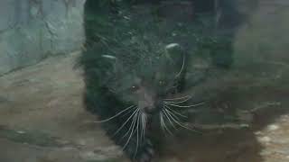 Binturong (Oji Zoo, Hyogo, Japan) August 11, 2023