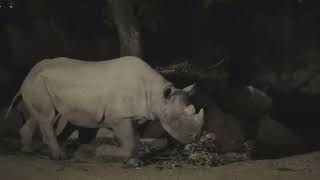 クロサイ (天王寺動物園・ナイトズー) 2021年10月11日