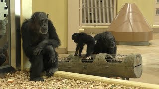 チンパンジー (東山動植物園) 2019年1月22日